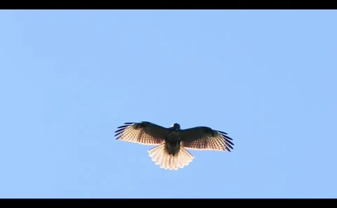 Adjusting Wings and Hovering: A Slow Motion Look at the Buzzard Stock Footage 333184179