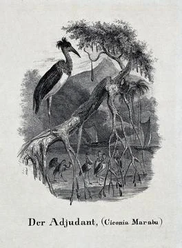 An adjutant bird sitting on a branch of a tree looking down on a group of b.. Stock Illustration