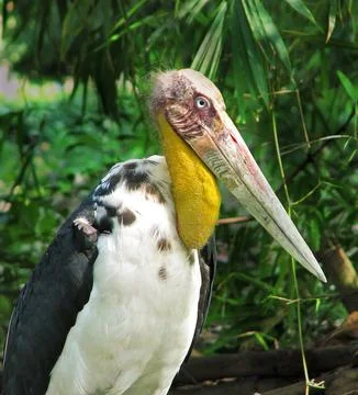 Adjutant stork 스톡 사진
