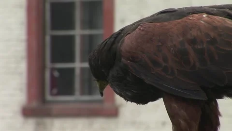 Adler observes the surroundings 库存影片 330976790
