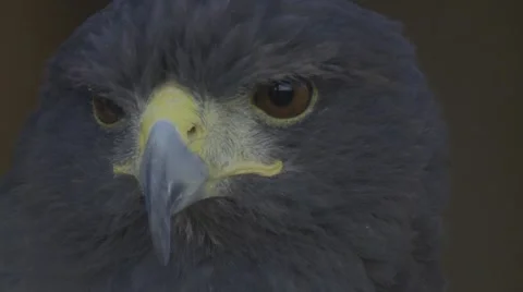 Adler8h264 Stock Footage 2072270