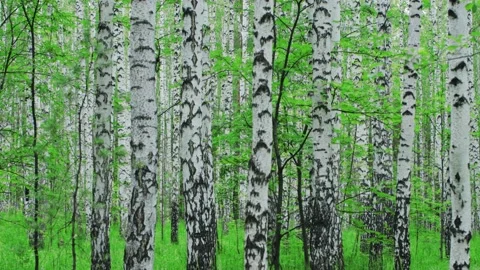 Admirable birch forest at summer Видео 133644098