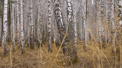 Admirable birch grove by diffused daylight in spring time Stock Footage 128408871