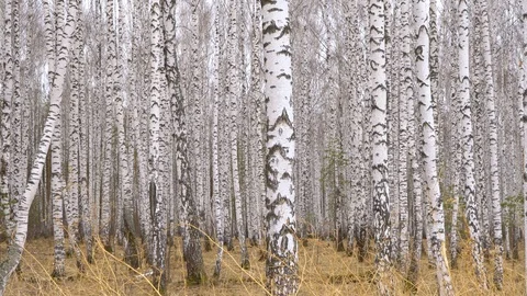 Admirable birch grove by diffused daylight in spring time Video stock 128408898