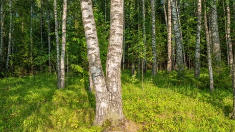 Admirable birch grove by diffused daylight in summer time. Hyperlapse, camera Video stock 159561600