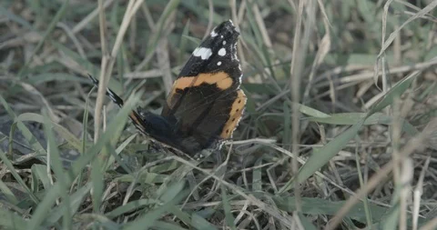 Admiral 2 Stock Footage 126391572