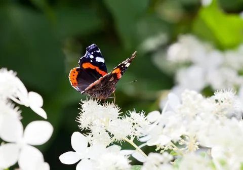 Admiral butterfly drinking nectar Stock Photos