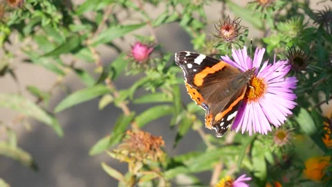 The admiral butterfly eats nectar on a pink daisy. Vídeo Stock 145933241
