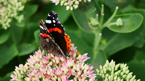 The admiral butterfly eats nectar on a pink flower. 動画素材 159561377