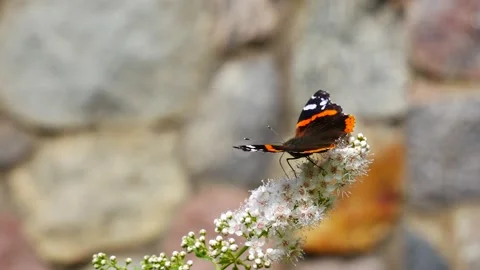 The admiral butterfly eats nectar on a white flower. Vídeo Stock 166400448