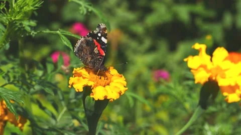 The admiral butterfly eats nectar on a yellow flower. Video stock 165656000