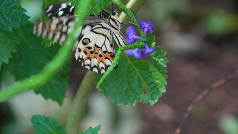 A Admiral butterfly Stock Footage 272302859