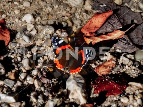 Admiral butterfly near a creek in Salzburg, Austria Stock Photos