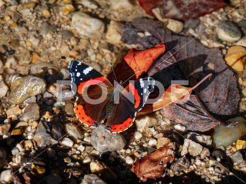 Admiral butterfly near a creek in Salzburg, Austria Stock Photos
