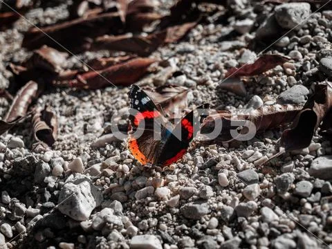 Admiral butterfly near a creek in Salzburg, Austria Stock Photos