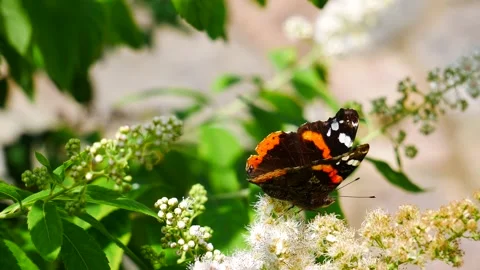 The admiral eats nectar on a white flower. Video stock 157048799