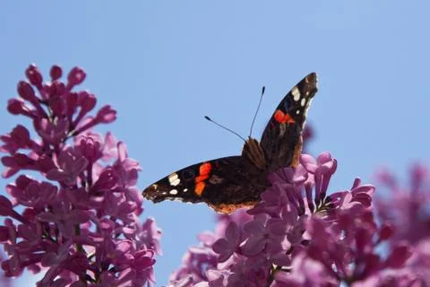 Admiral Stock Photos