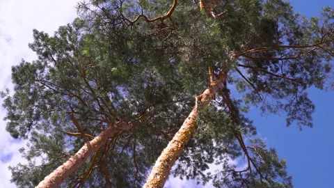 Admiring a coniferous pine tree against the backdrop of a clear blue sky Stock Footage 274572437