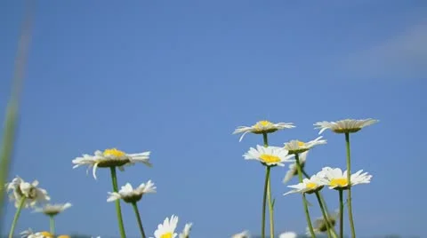 Admiring flowers Stock Footage 21946073