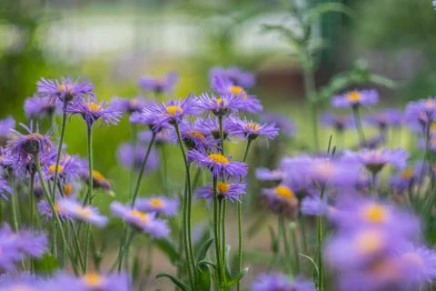  Admittedly in the garden Stock Photos