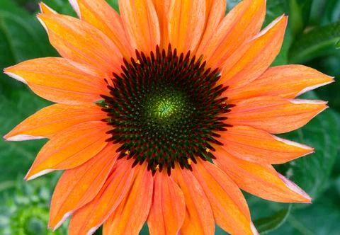 Adobe Orange Coneflower Foto stock