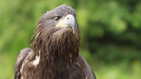 Adolescent Bald Eagle looking around Stock Footage 80384002