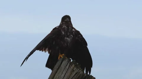 Adolescent bald eagle stands on a stump Stock Footage 284821596