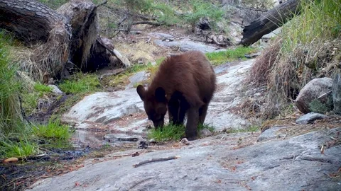 Adolescent Bear Cub Eats Grass and Walks up to the Camera Stock-Footage 237420682