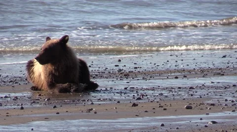 Adolescent bear eats catch 2 Видео 56164948