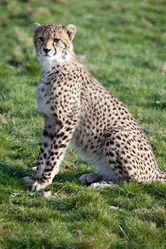 Adolescent Cheetah Cub Stock Photos