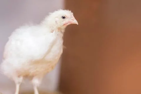 Adolescent Chicken Stock Photos