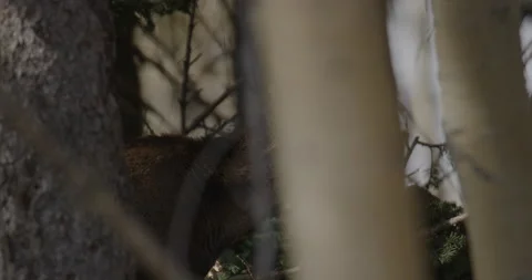 Adolescent Doe Walking in the Forest Stock Footage 221390200