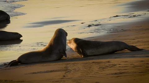 Adolescent Elephant Seals Fighting Видео 100654485
