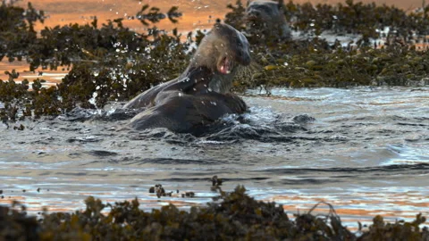 Adolescent Eurasian otters play fighting, 4K, slow motion Stock Footage 228731944