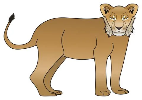 Adolescent lion vector drawing isolated background cartoon mammal animal concept Stock Illustration