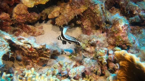 Adolescent spotted drum fish Stock Footage 105529694