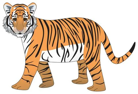 Adolescent tiger vector drawing isolated background cartoon mammal animal Stock Illustration