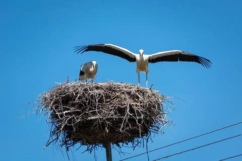 Adolescent white storks in the nest, eastern Poland Stock Photos