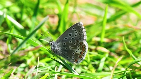 Adonis Blue Butterfly. Stock Footage 197364284