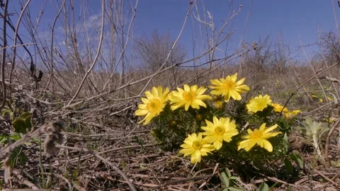 Adonis bush Stock Footage 148163261