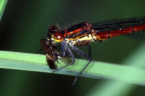 Adoni's dragonfly eats fly on a blade of grass Stock Photos