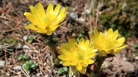 Adonis, early spring flower. Stock Footage