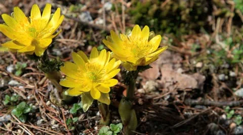 Adonis, early spring flower. Stock Footage 10836936