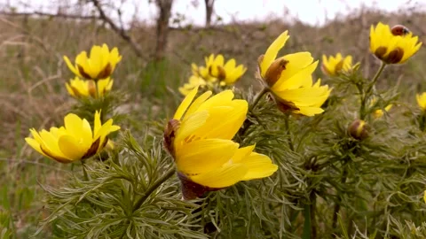 Adonis family Stock Footage 152460185