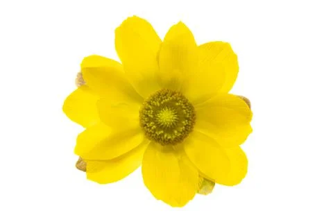 Adonis flower isolated Foto stock