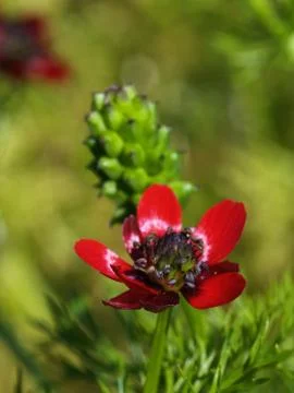 Adonis flower Stock Photos