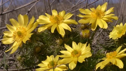 Adonis macro Stock Footage 148163285