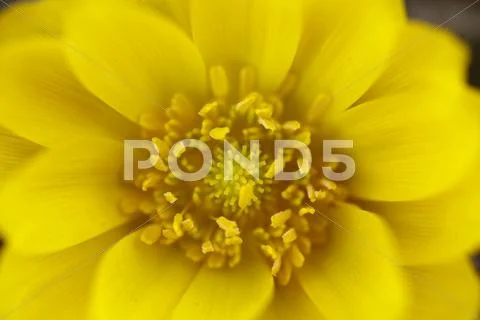 Adonis Stock Photos