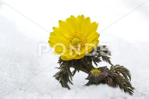 Adonis Stock Photos
