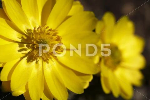 Adonis Stock Photos